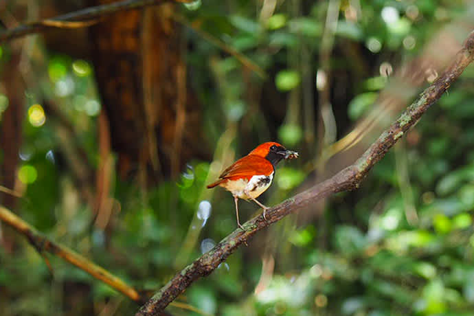 The Ryukyu robin