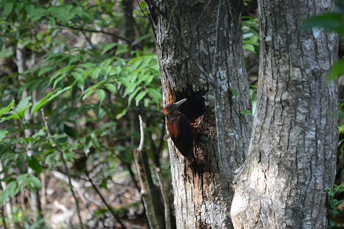 The Okinawa woodpecker is a critically endangered species—it is estimated that only around 90 individuals remain