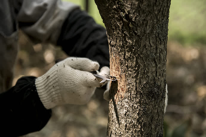 The process of scoring the trees produces more sap.