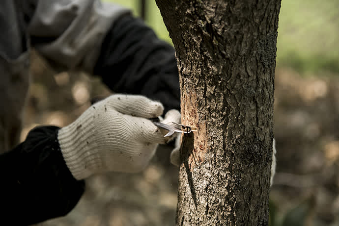 The process of scoring the trees produces more sap.