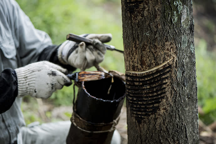 A lacquer tapper carefully selects a tree and makes a series of cuts to tap the sap.