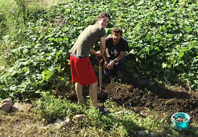 Harvesting vegetables as part of a farm-stay experience.