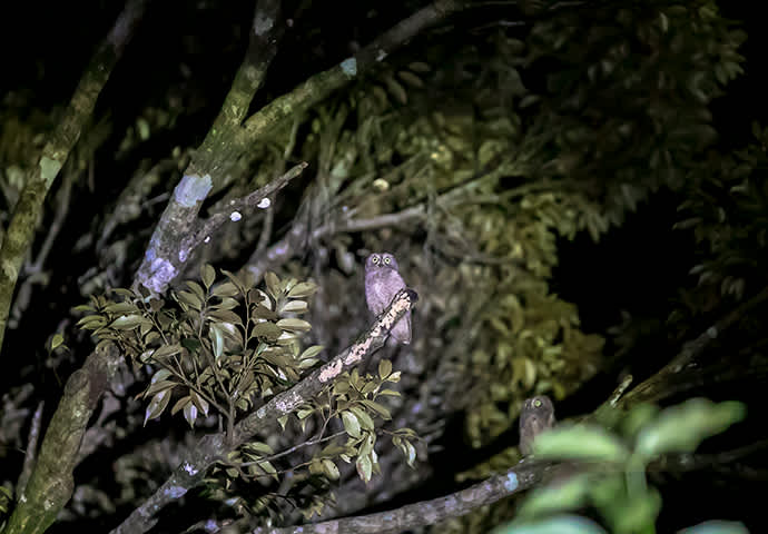 The Ryukyu scops-owl