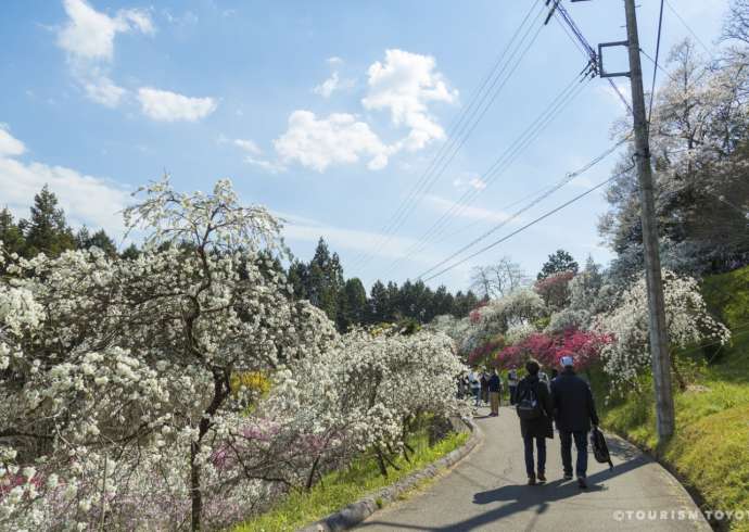 Peach Blossoms Information and Facts