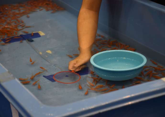 Goldfish Scooping World Championship