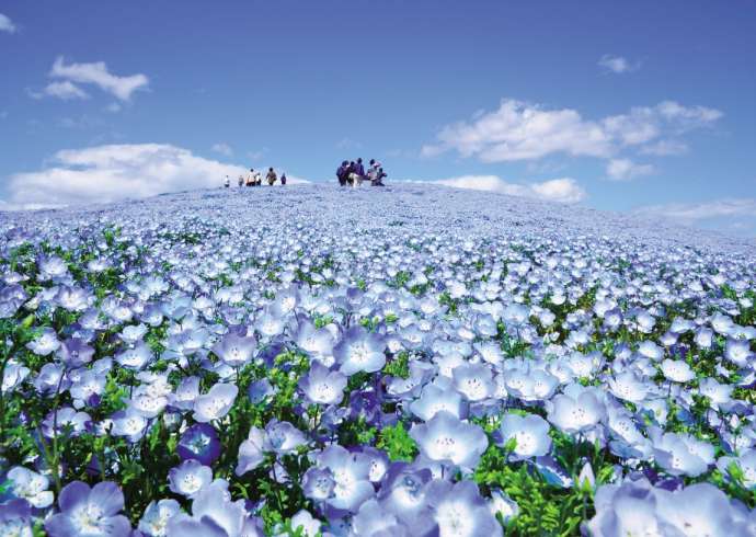 visit the hitachi seaside park (ibaraki japan)