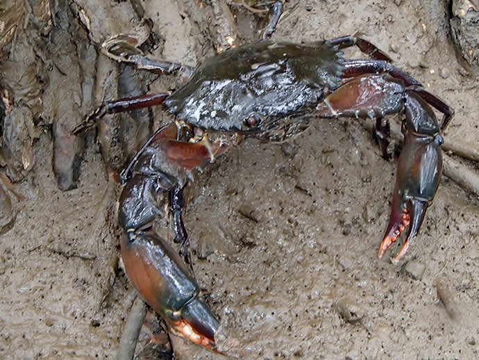 purple mud crabs