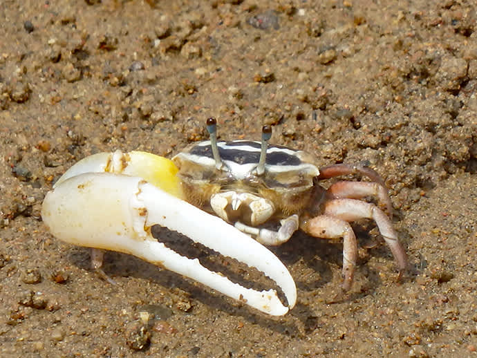 A male fiddler crab