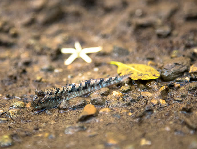 The amphibious barred mudskipper