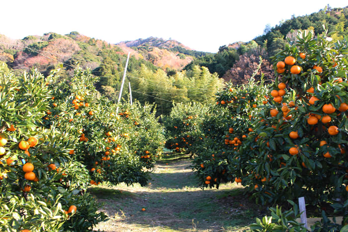 Gamagori Orange Park Travel Japan Jnto