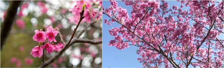 Someiyoshino or the Yoshino cherry variety