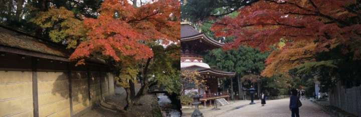 Autumn leaves of Mount Koya