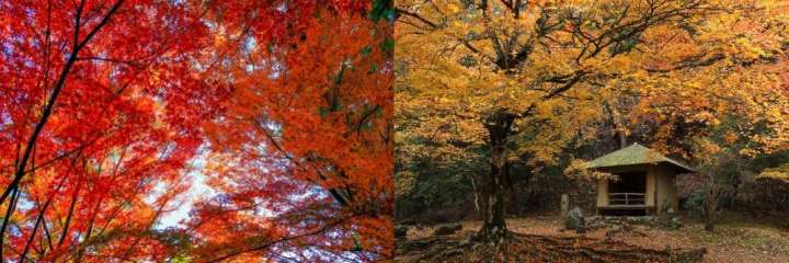 Mount Yoshino was designated as part of a cultural UNESCO World Heritage Site in 2004 along with several temples on the mountain itself