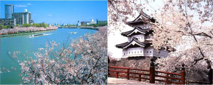 cherry blossoms of Tokyo's Ueno Park and Hirosaki Park