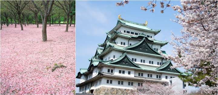 Sakura matsuri and Famous Castles