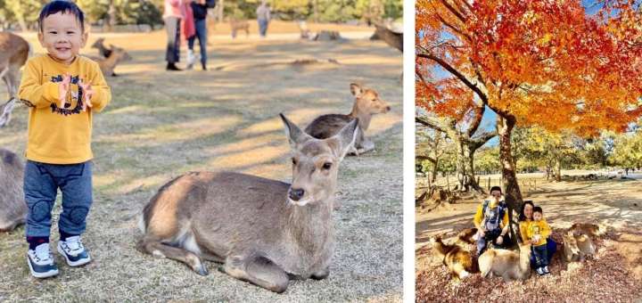 the winner and deer in Nara park