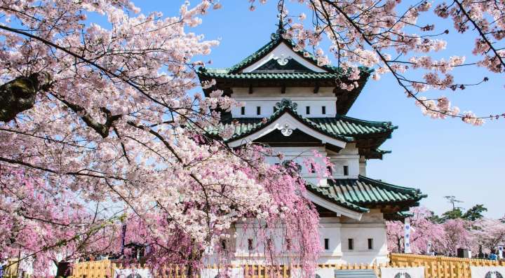 Hirosaki Castle and sakura trees