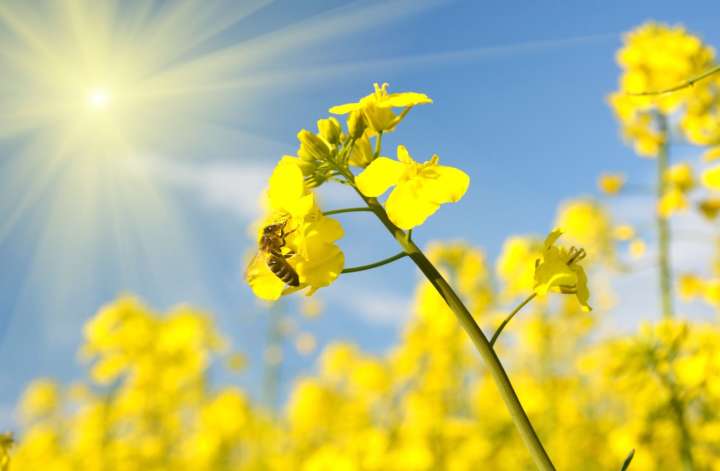 Yellow Flowers