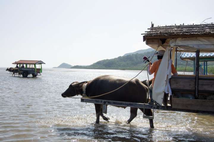 Water buffalo