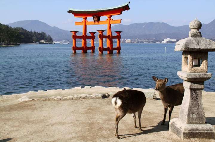 Miyajima Deer