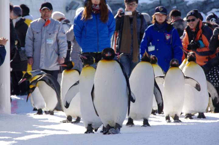 sightseeing in hokkaido penguin walk