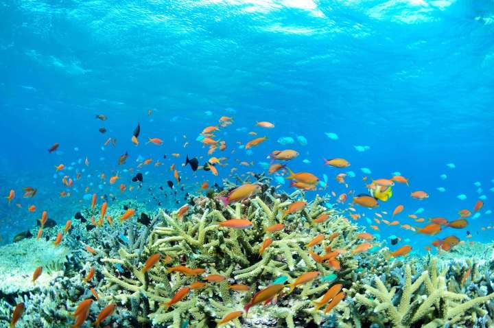 diving in okinawa miyako island