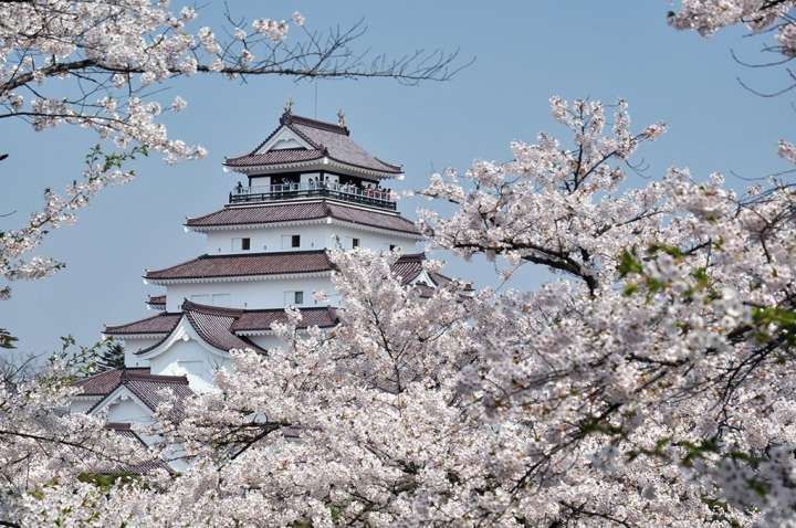 Tsuruga Castle Sakura Festival