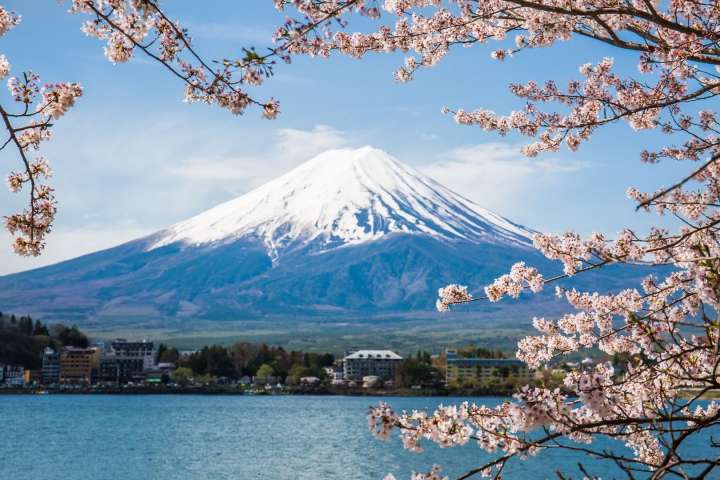 Views of Mt. Fuji and cherry blossoms