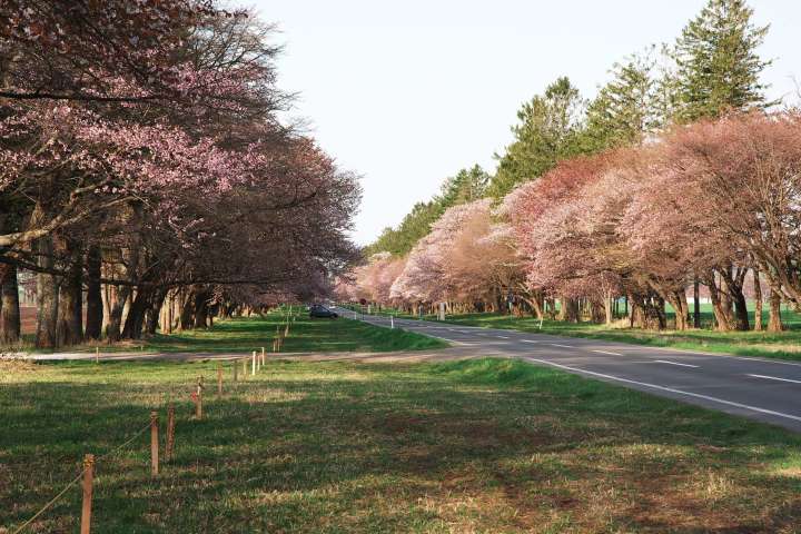 cherry blossoms creating a flower tunnel