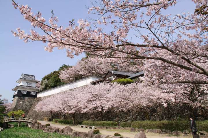 sakura viewing omura park