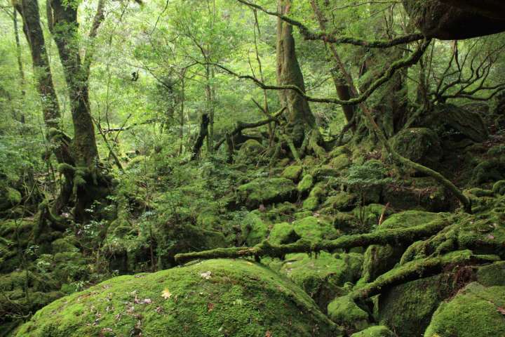 extensive cedar forest in Yakushima