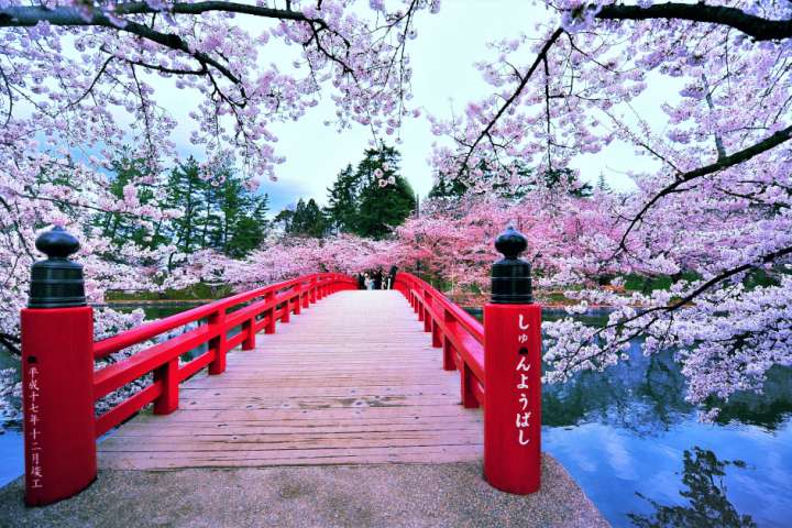 See the Cherry Blossoms in Tohoku | Blog | Travel Japan (Japan