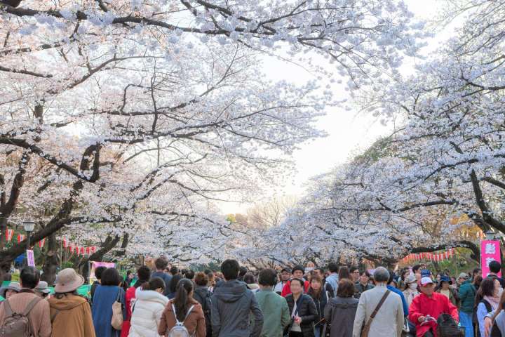 Hanami