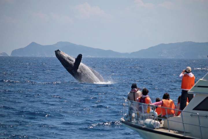 Whale Watching