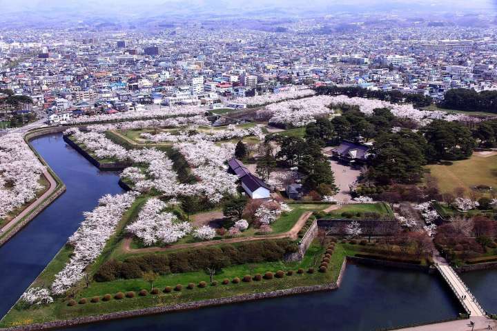 Goryokaku Park’s star-shaped fortress is a popular cherry blossom site