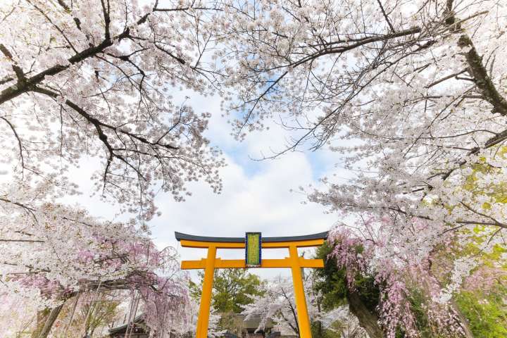 Nhật Bản là điểm đến đầy hấp dẫn, các bạn yêu thích du lịch hãy đến và khám phá văn hóa độc đáo, những ngôi đền cổ, khu mua sắm và văn hóa ẩm thực đặc biệt của xứ sở hoa anh đào.