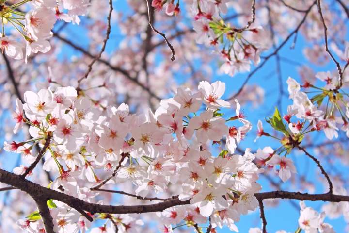 cherry blossom in Hanami