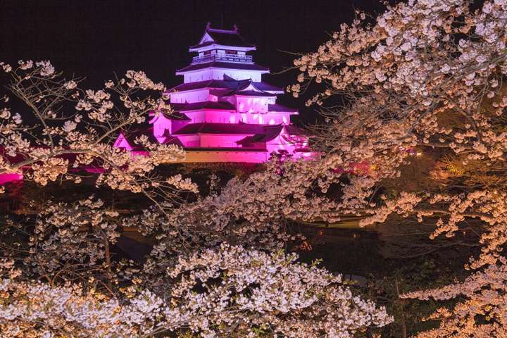 East Japan's grandest night-time special light up in Tsuruga Castle Sakura Festival