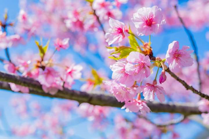 blooming Kawazu-zakura