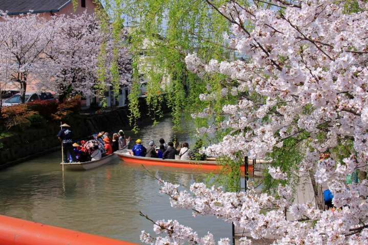 sakura viewing yanagama river