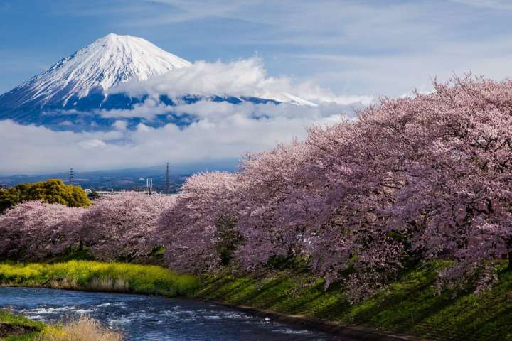 View of cherry blossom