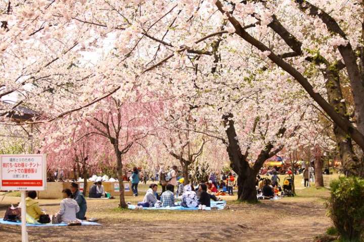 Sitting people in Hanami