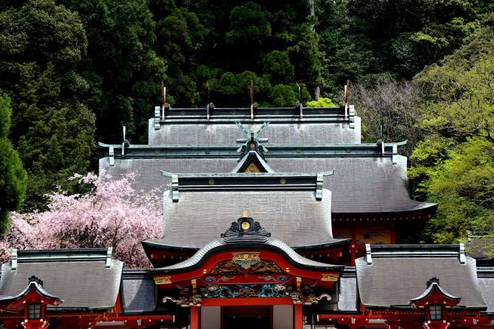 sakura viewing kirishima-jingu