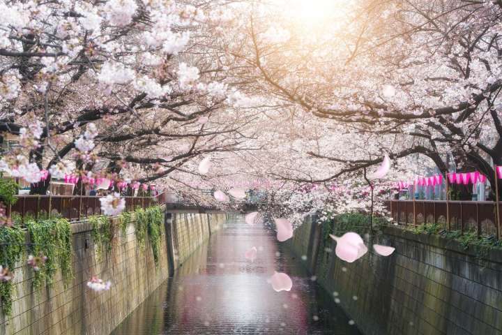 the beautiful cherry blossom trees in riverside