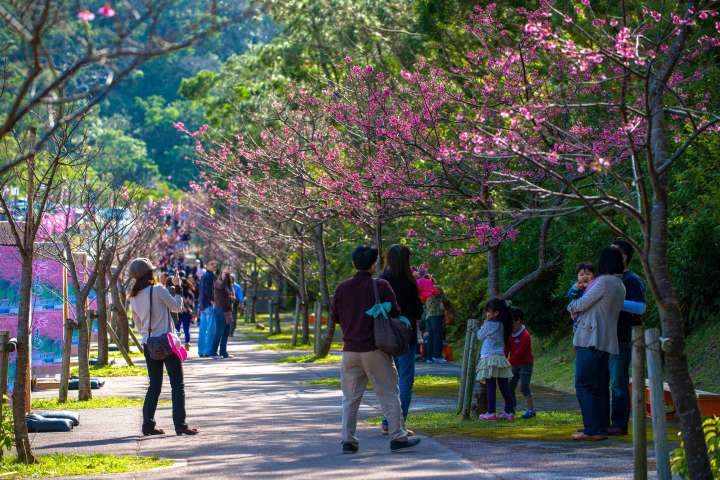 events in okinawa cherry blossom fest