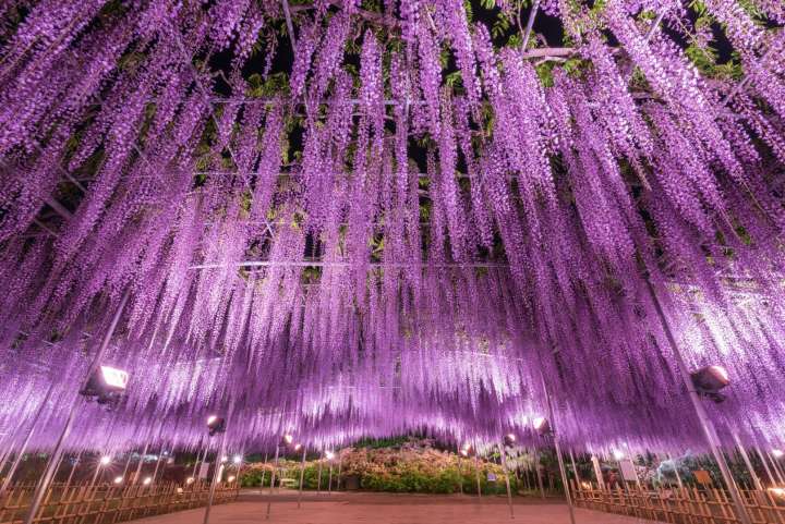 Japanese wisteria flowers