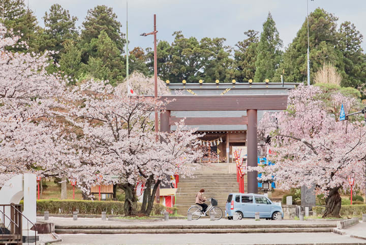 體驗文 櫻花 多様心動 日本旅遊 Jnto