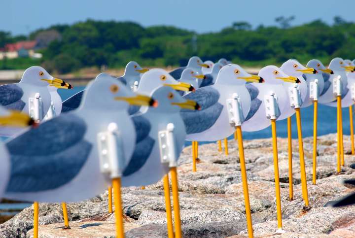 gulls parking lot in Oura Beach