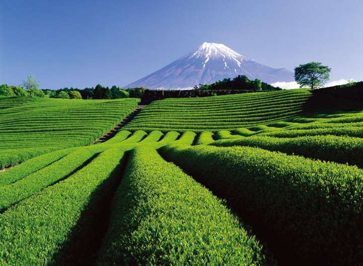 Shizuoka’s characteristic tea fields