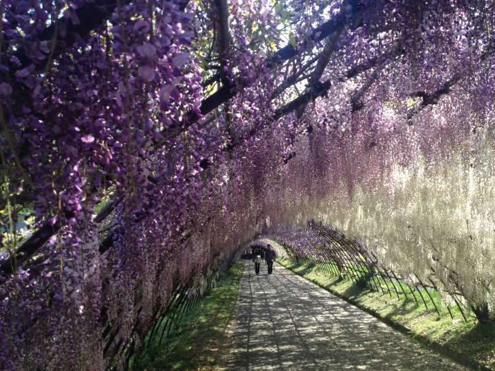 Japanese wisteria flower